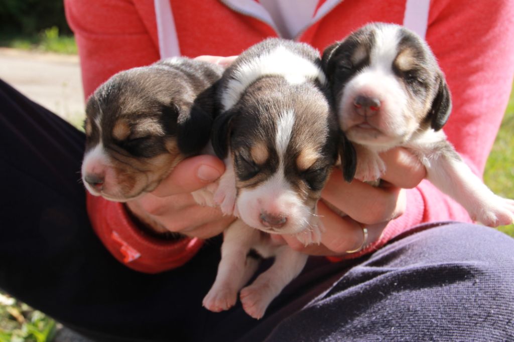 Chiots 18/09/2018