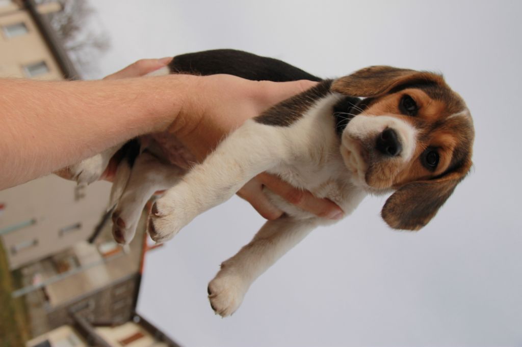 Chiots 26/10/2018