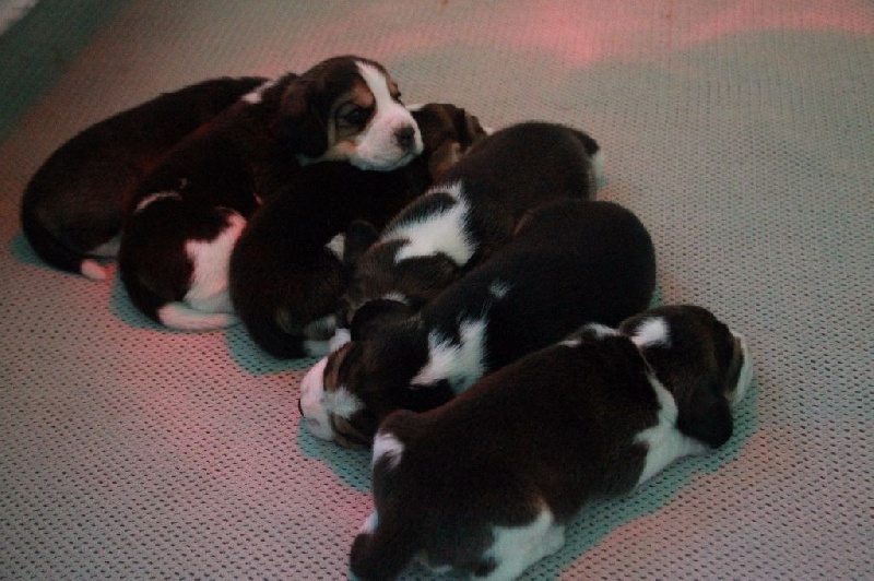 Chiots nés le 16/12/16