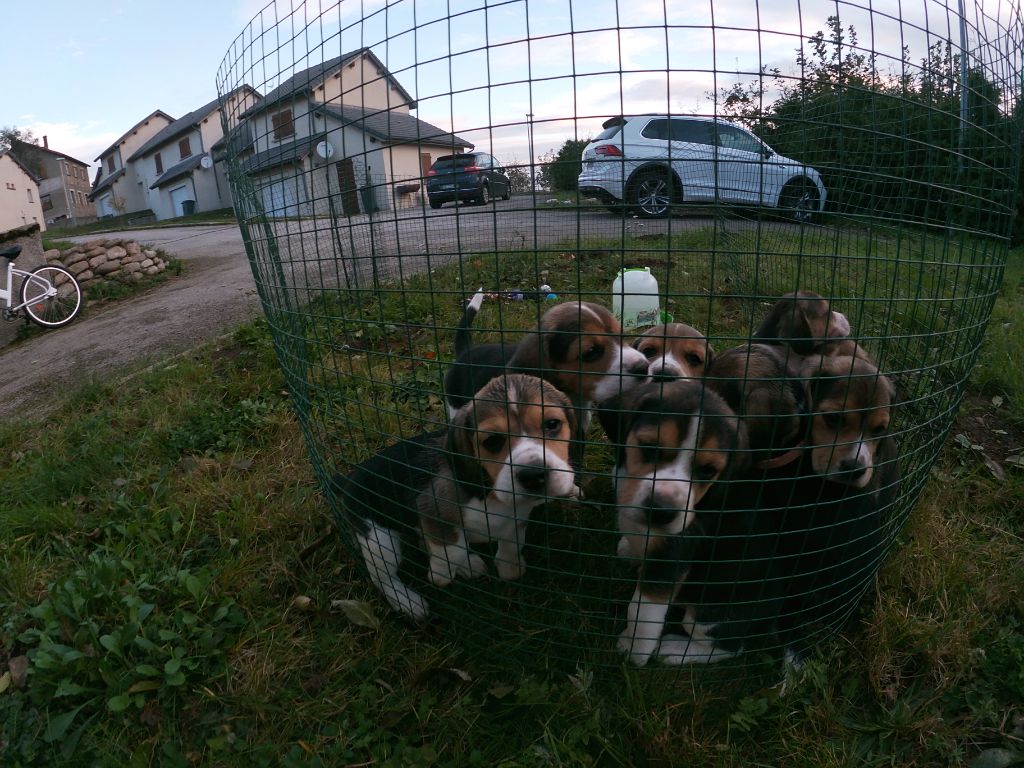 Chiot Beagle Des Petits Gloutons
